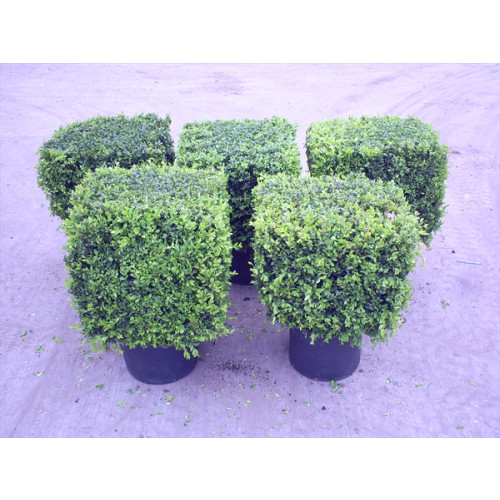 Seagrave Nurseries - Buxus / Cubes / Topiary (Buxus, Bay Trees etc.)