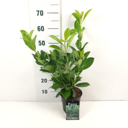 Seagrave Nurseries - Hedging / Potted Common (Cherry) Laurel / Other ...