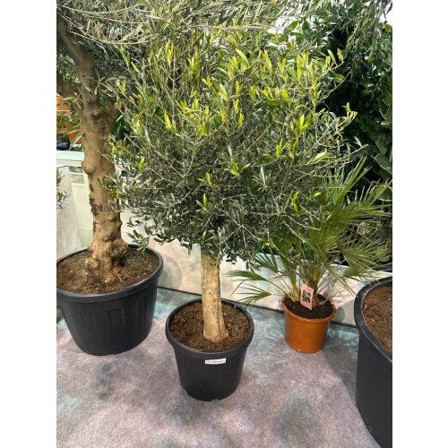 Seagrave Nurseries - Olive Tree 5ft including pot height, 15-20cm girth