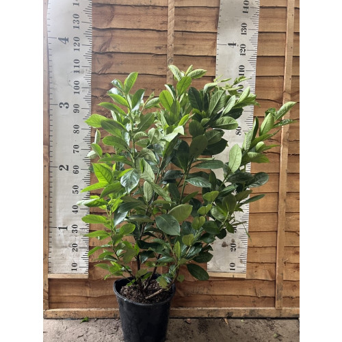 Seagrave Nurseries - Hedging / Potted Common (Cherry) Laurel / Other ...