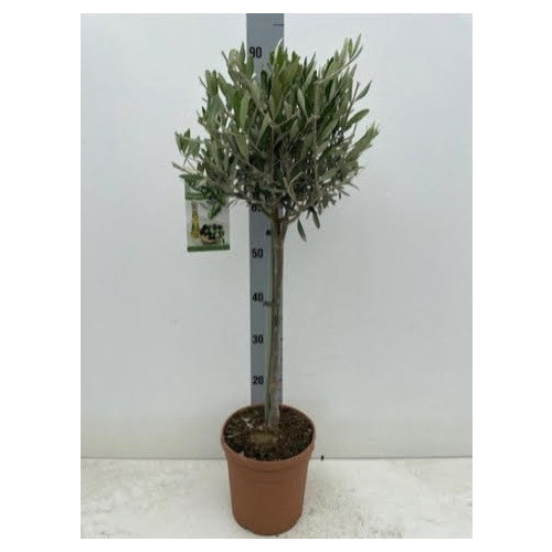 Seagrave Nurseries - Olive Tree - 300cm tall including pot, 180cm girth  gnarled trunk (No. 1)