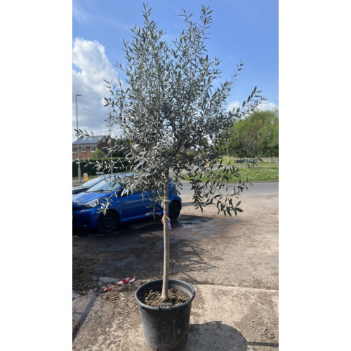 Seagrave Nurseries - Olive Tree Tuscany Free Head, 14-16 cm girth, 240cm /  8ft including height of the pot