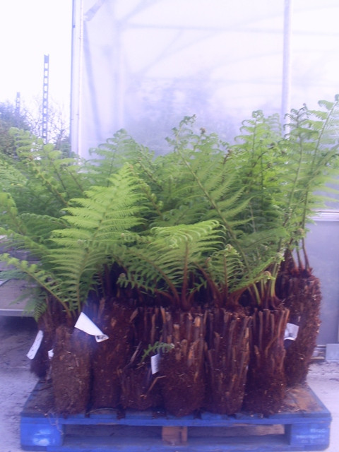 Seagrave Nurseries - Tree Fern Dicksonia Antarctica 1ft - TAKING ORDERS ...