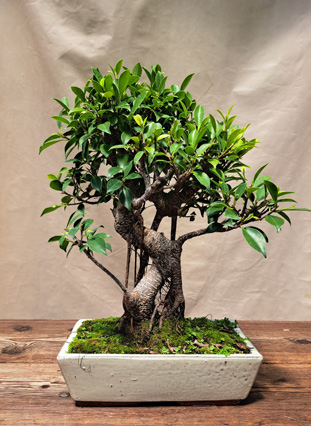 Seagrave Nurseries - Ficus Microcarpa (Chinese Banyan) Bonsai 30cm