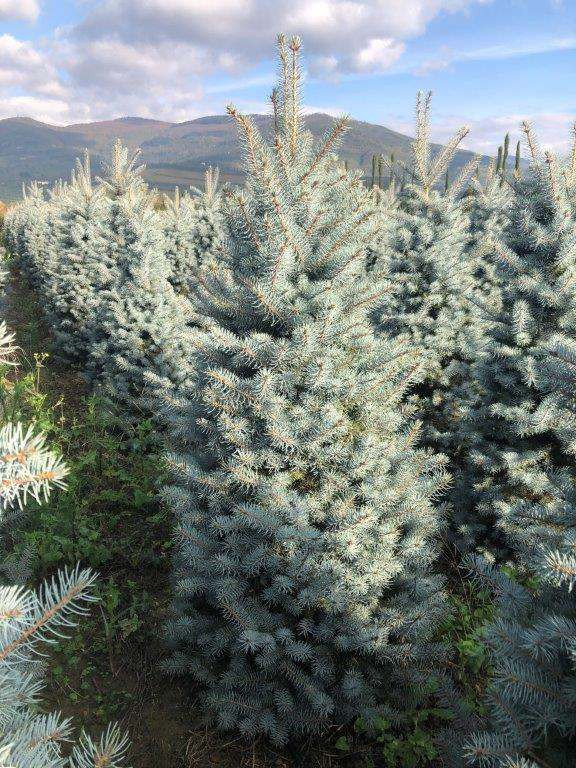 Blue Diamond Blue Spruce (Picea pungens 'Blue Diamond') in Augusta