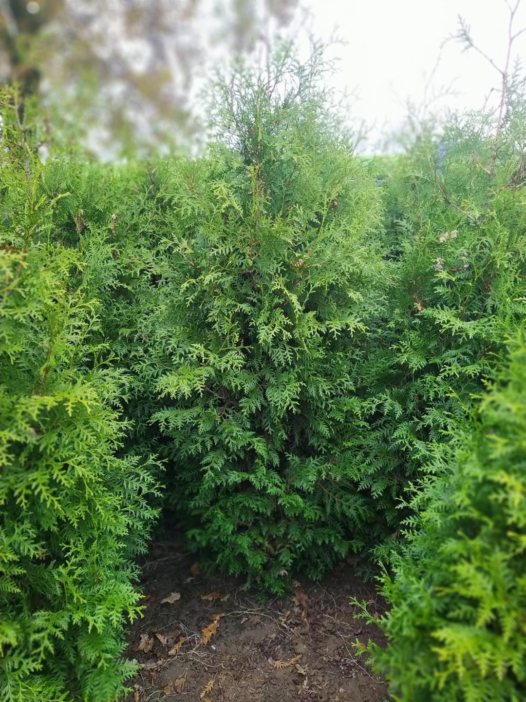 Seagrave Nurseries - Thuja Occidentalis 'Brabant' 200-250cm Rootballed ...