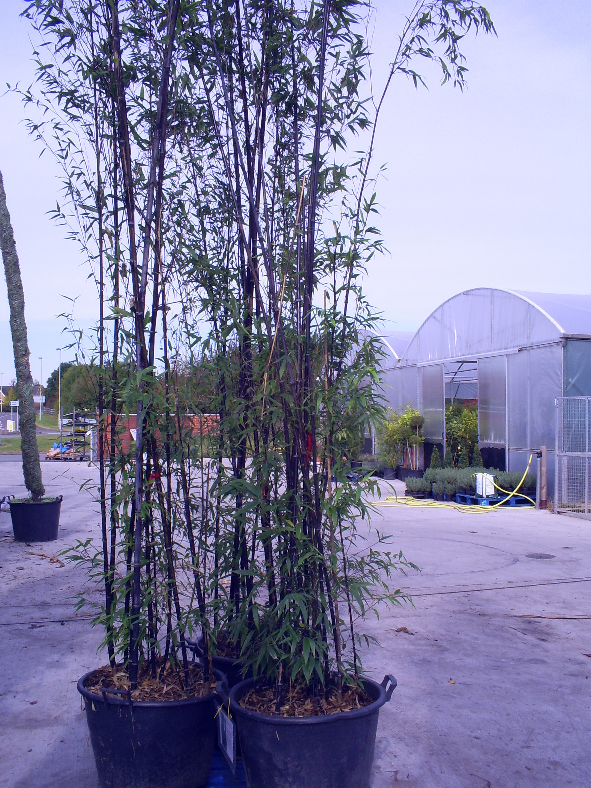 Black bamboo outlet in pots