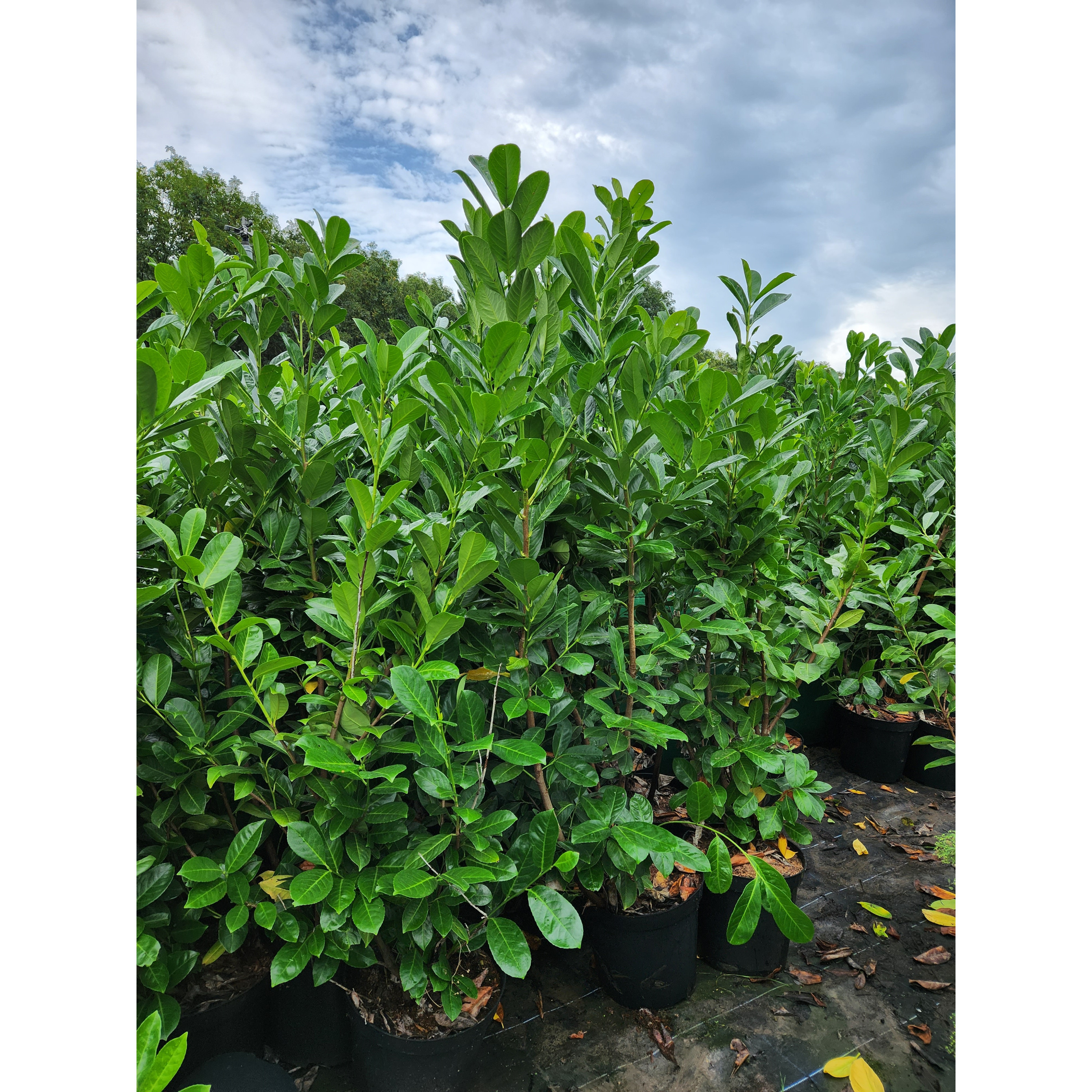 Laurel (Prunus Laurocerasus rotundifolia POTTED 1.8-2 meters planted height excluding pot height