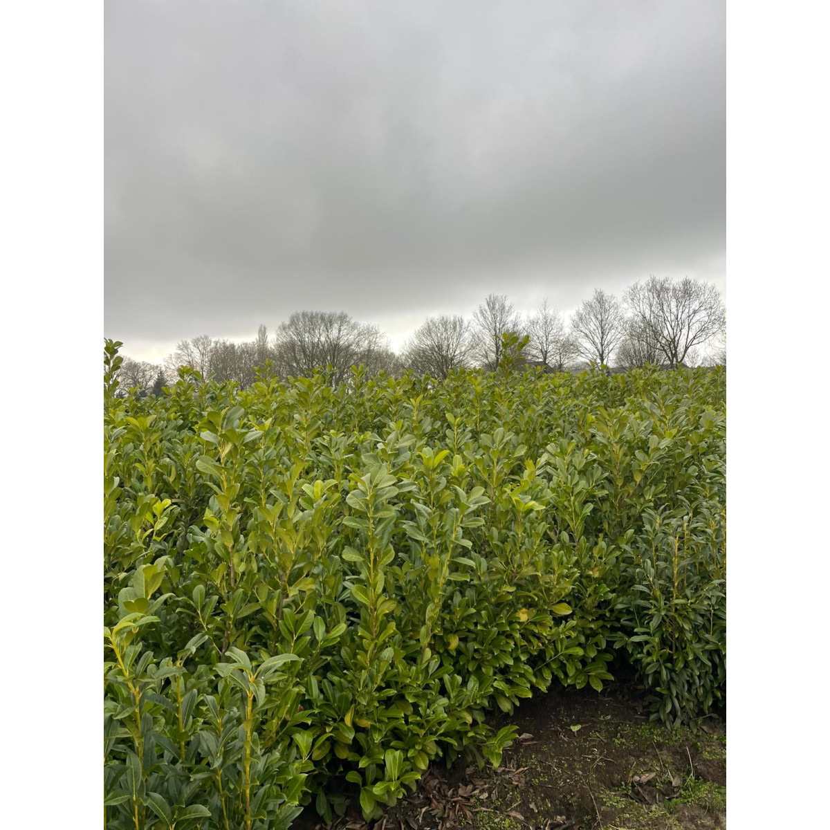 Cherry Laurel 1-1.2m, CLEARANCE OFFER, Sold in units of 100! - LIMITED QUANTITY