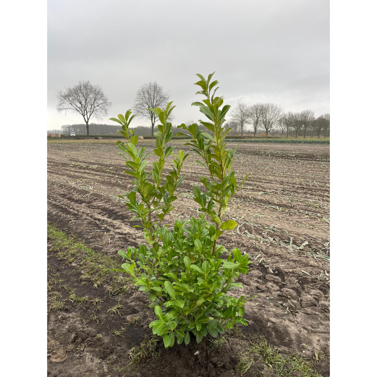 Cherry Laurel 1.2-1.5m, CLEARANCE OFFER, Sold in units of 100! - LIMITED QUANTITY