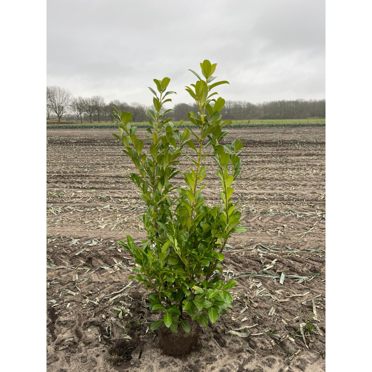 Cherry Laurel 1.5-1.8m, CLEARANCE OFFER, Sold in units of 100! - LIMITED QUANTITY