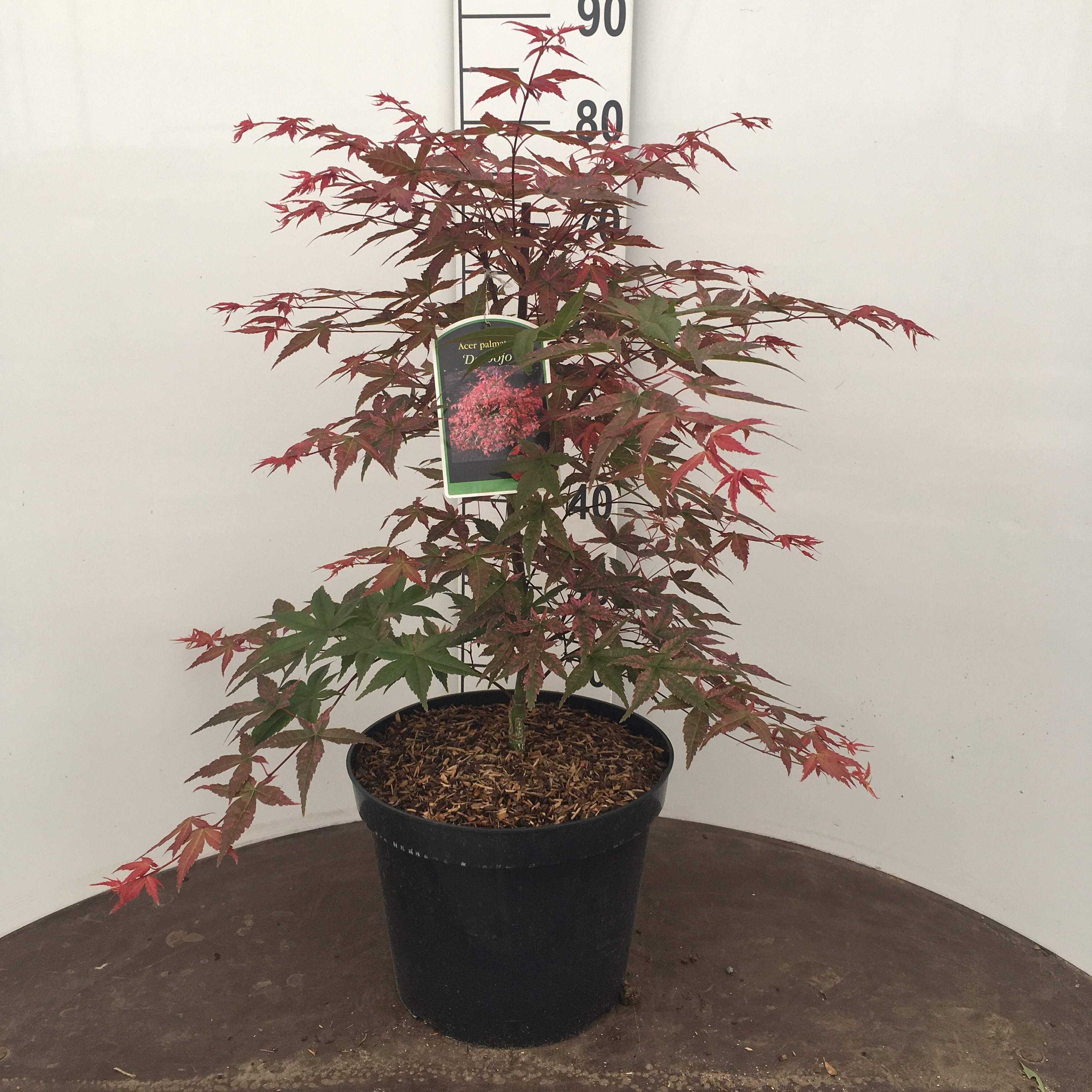 Acer Palmatum 'Deshojo', 60-70cm, 12L container