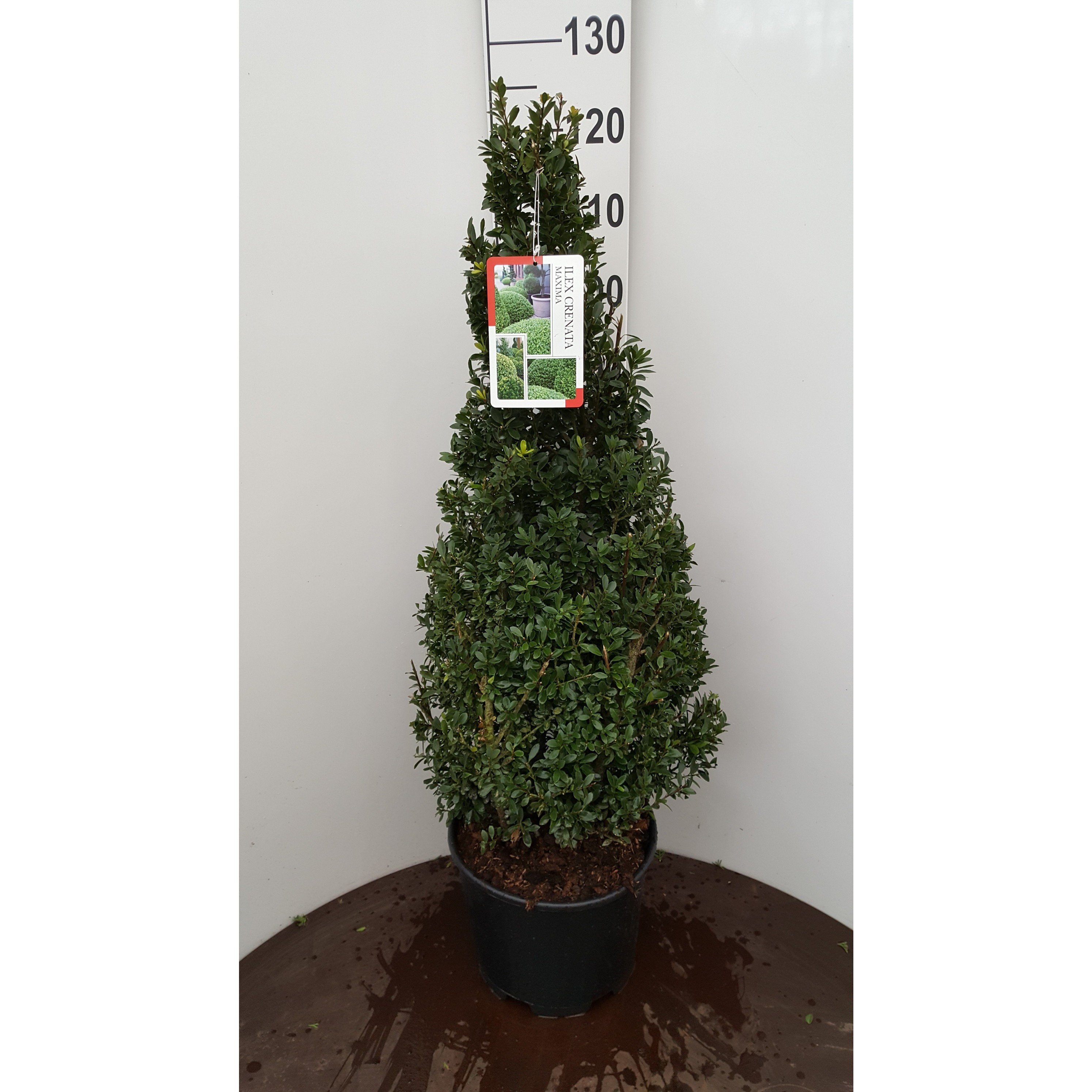 Ilex Crenata 'Maxima', Cone, 80-100cm, 20L container