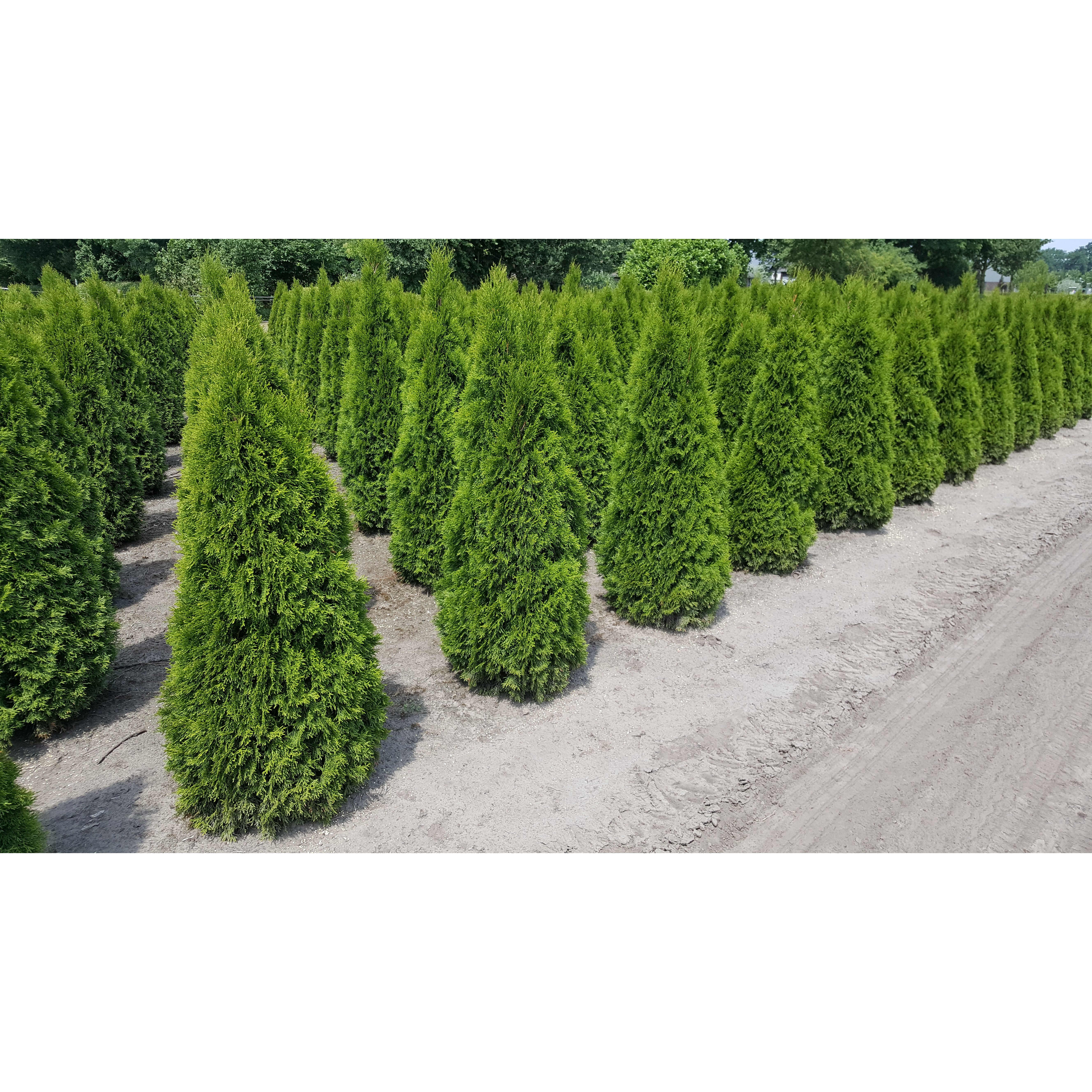 Thuja Occidentalis 'Smaragd' 125-150cm Rootballed - AVAILABLE NOW