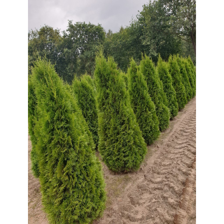 Thuja Occidentalis 'Smaragd' 150-175cm Rootballed - TAKING PRE ORDERS FOR AUTUMN 2024