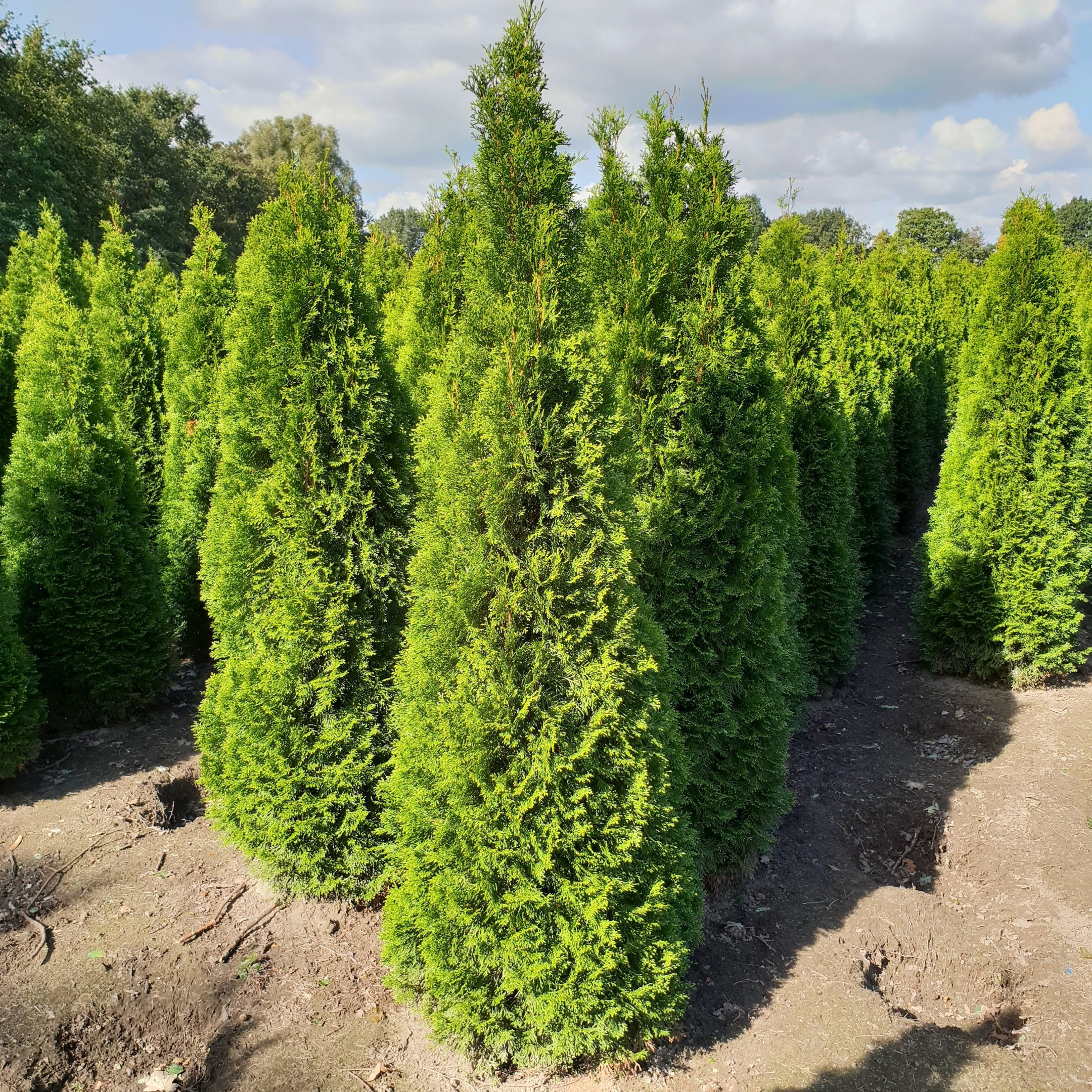 Thuja Occidentalis 'Smaragd' 175-200cm Rootballed - TAKING PRE ORDERS FOR AUTUMN 2024