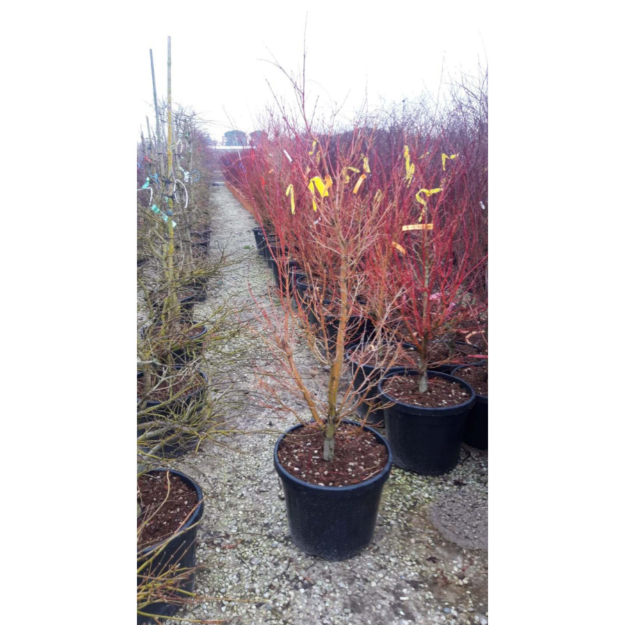 Acer Palmatum Corallinum, 100-120cm excluding the pot, 15L container