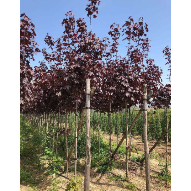 ACER PLATANOIDES CRIMSON KING Std. 12/14cm