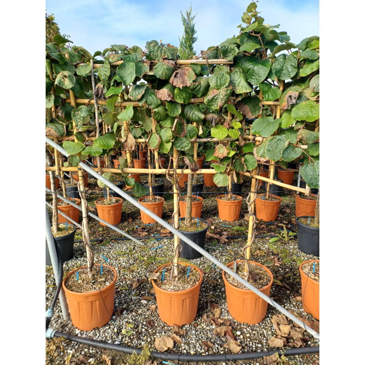 Kiwi (Actinida Chinensis) Pleached, 90-100cm Stem, 8-10cm Girth, 70x70cm Frame