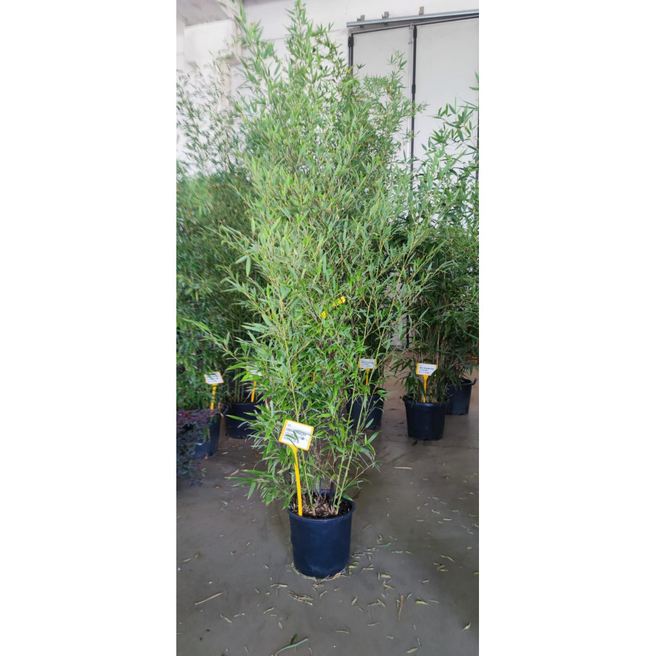 Black Bamboo Phyllostachys Nigra, 175/200cm EXCLUDING  pot height