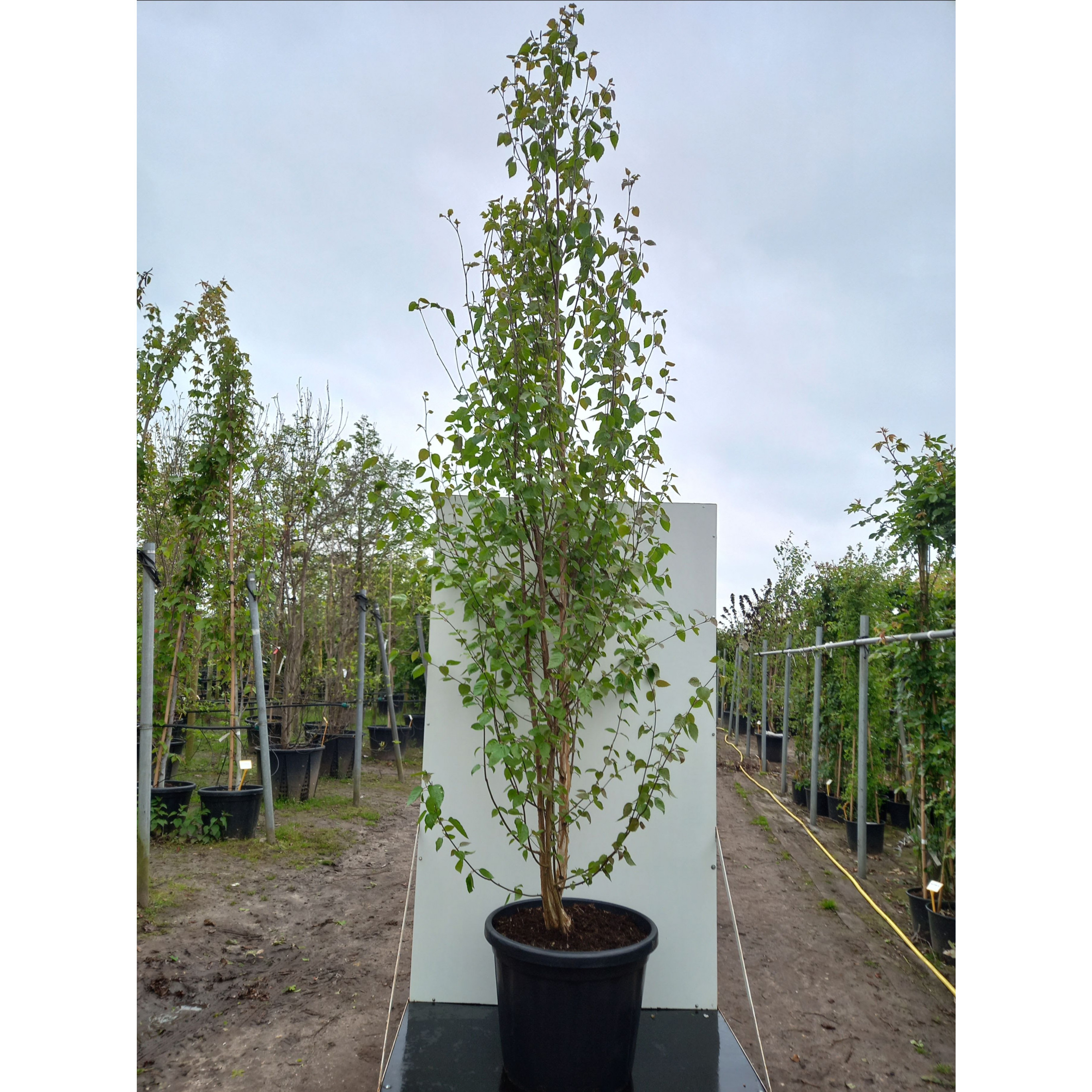 Betula Utilis 'Doorenbos', 250/300cm C80