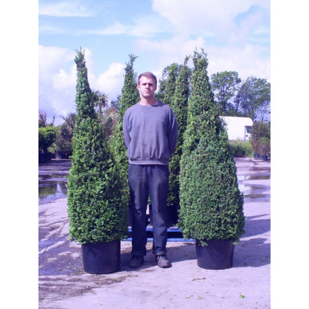 Box Buxus Cone 150-160cm planted height 55 litre