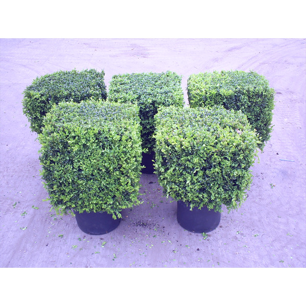 Box Buxus Cube, 50 x 50 x 50cm