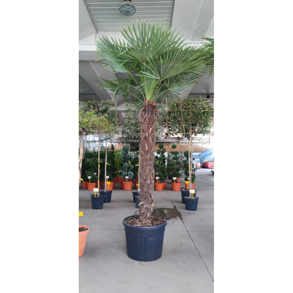 Trachycarpus Fortuneii Chusan Palm, 220-240cm Trunk - Total height 380-400cm incl pot - 160 litre