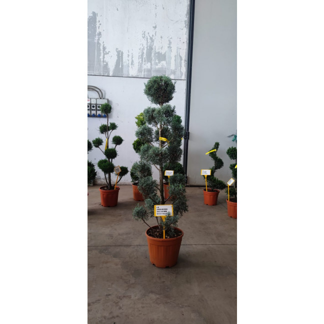 CUPRESSUS ARIZONICA FASTIGIATA 18 litre 110-130cm planted height POMPON