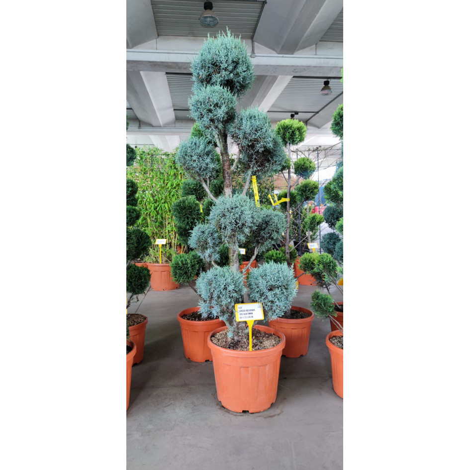 CUPRESSUS ARIZONICA FASTIGIATA 55 litre 180-200cm high POMPON