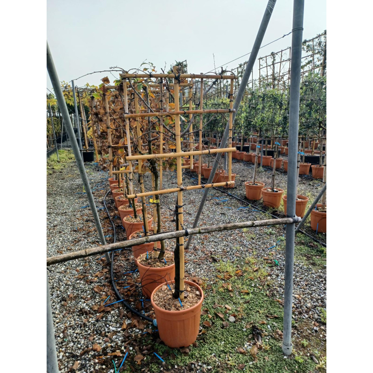 Carpinus Betulus Pleached, 90-100cm Stem, 8-10cm Girth, 70x70cm Frame