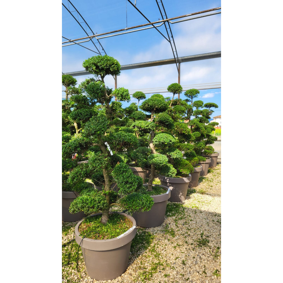 Ilex Crenata Bonsai Cloud Tree 220cm 110lt Pot