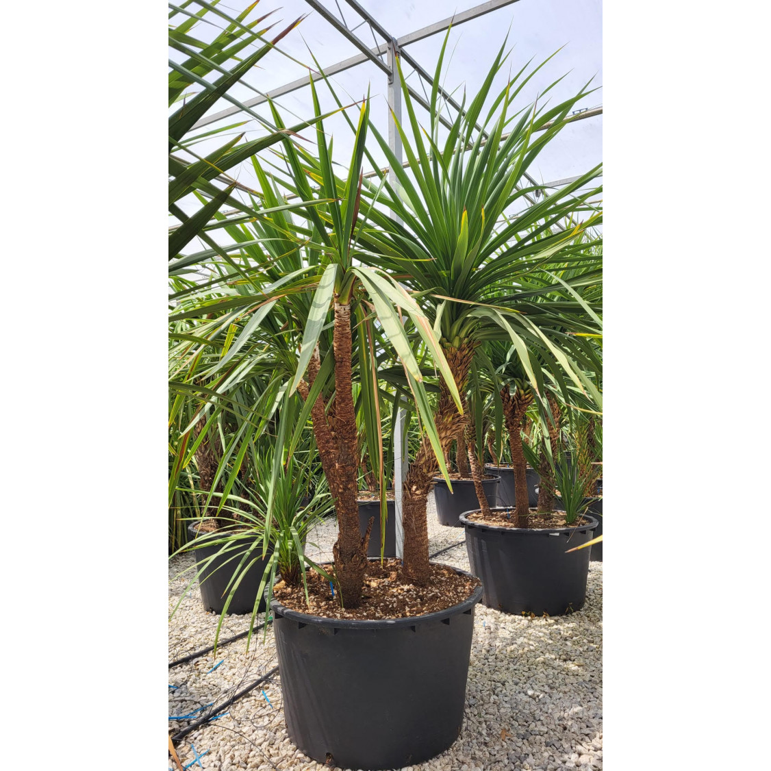 Cordyline Australis Cabbage Palm (Multi Stem) 230-250cm planted total height - 150 litre pot EXTRA GRADE