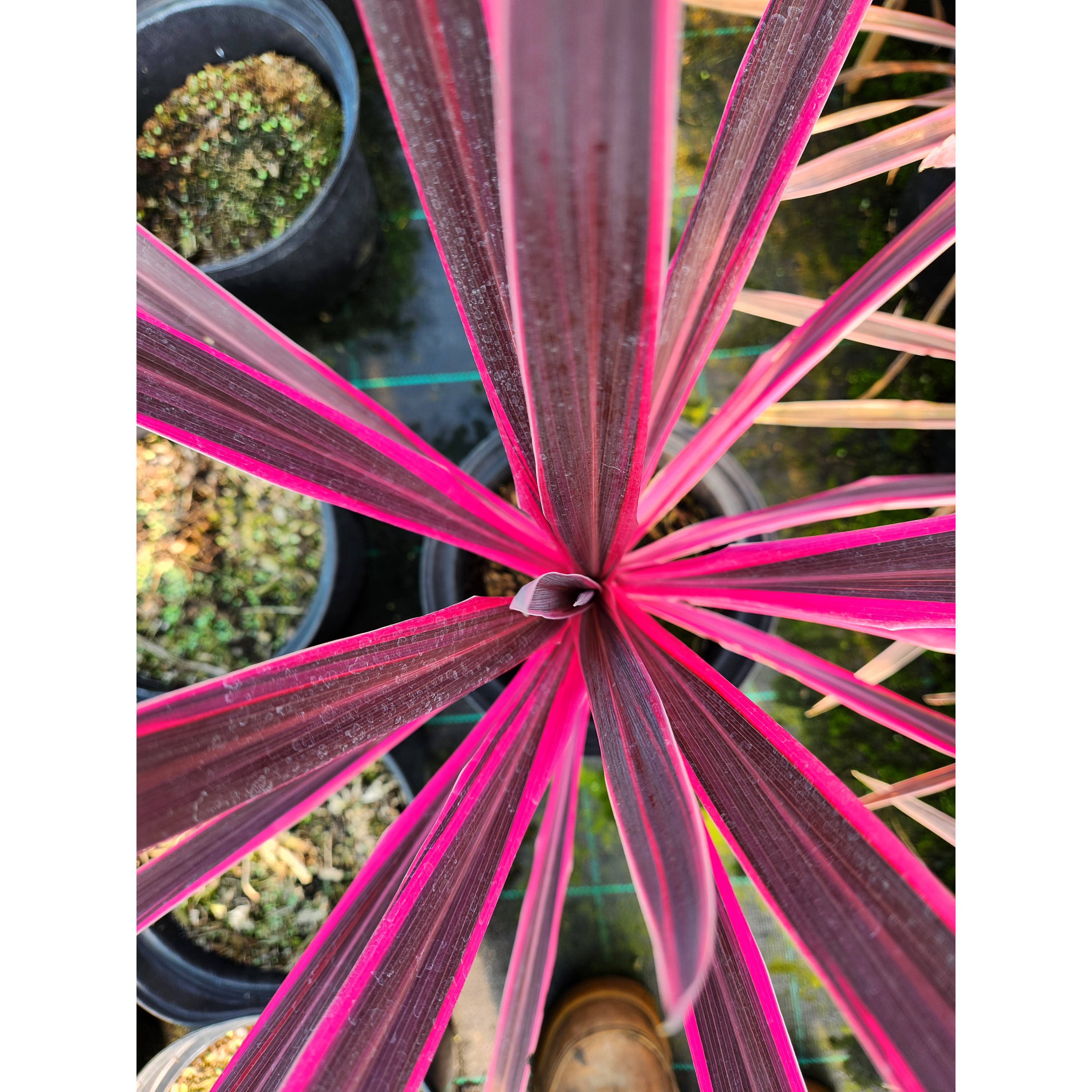 Cordyline 'Pink Passion' - 5L Container