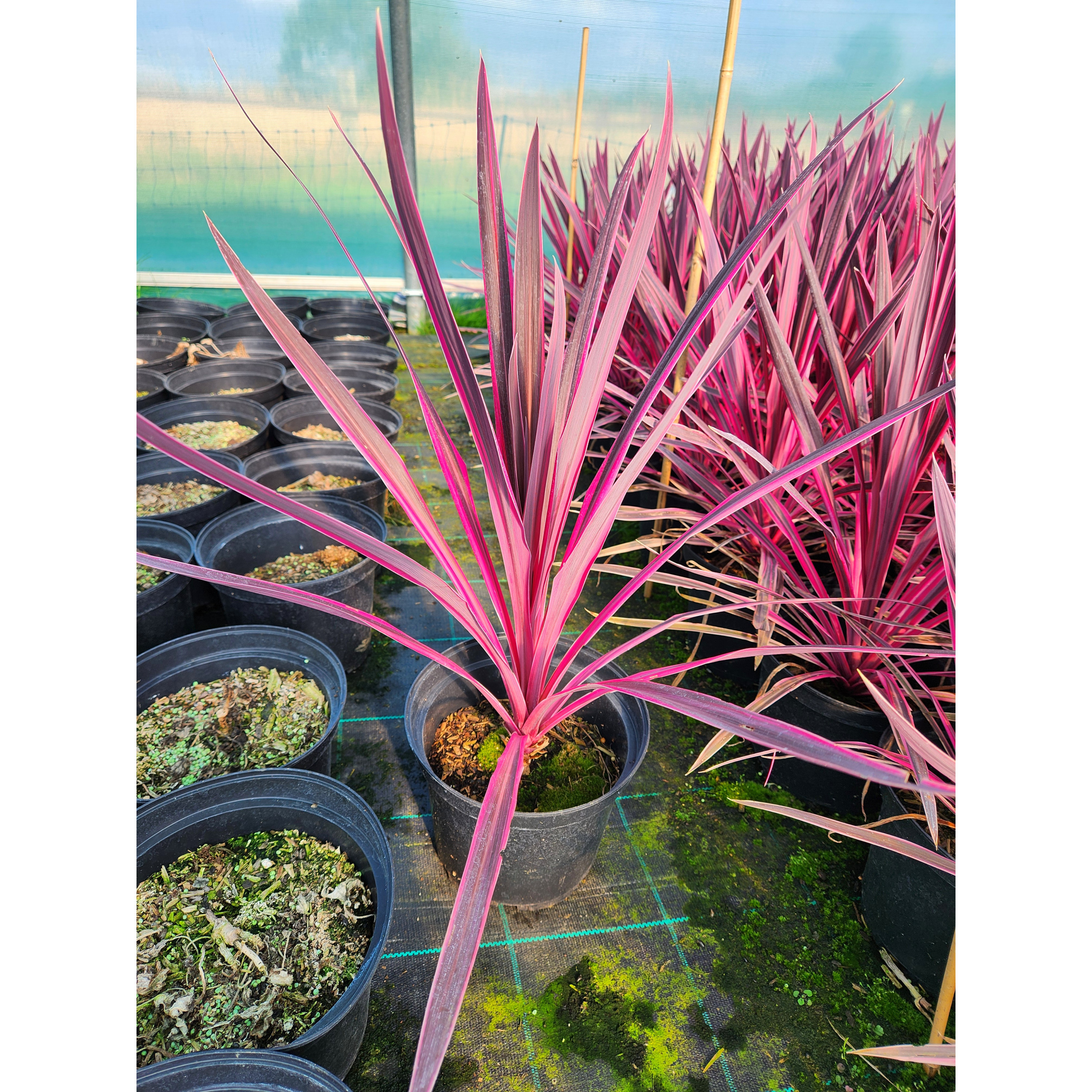 Cordyline 'Pink Passion' - 5L Container