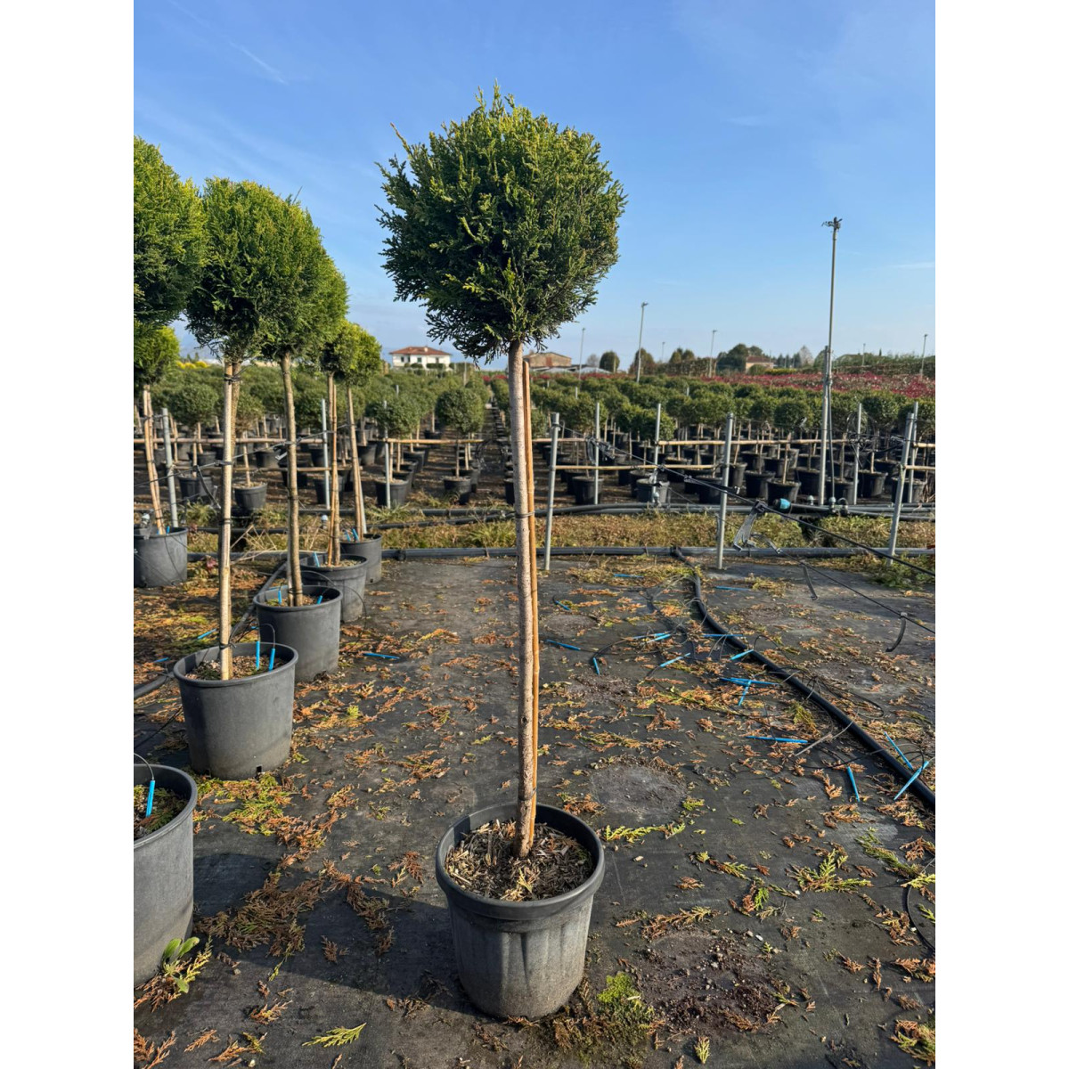 Leylandii Gold Ball on 1/2 Std Stem, 30-35cm Diameter