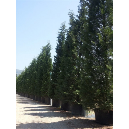 Leylandii Green MASSIVE 26-29ft/800-900cm Plant Height - does not include pot height