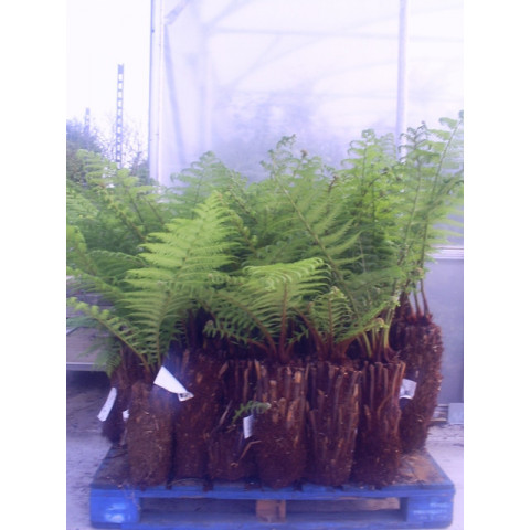 Tree Fern Dicksonia Antarctica 1ft - TAKING ORDERS FOR LATE OCTOBER