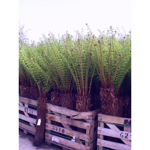 SPECIAL OFFER - WAS £220- Tree Fern  Dicksonia Antarctica 3ft - TAKING ORDERS FOR APRIL 2025