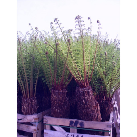 SPECIAL OFFER - WAS £350- Tree Fern Dicksonia Antarctica 4ft - SOLD OUT