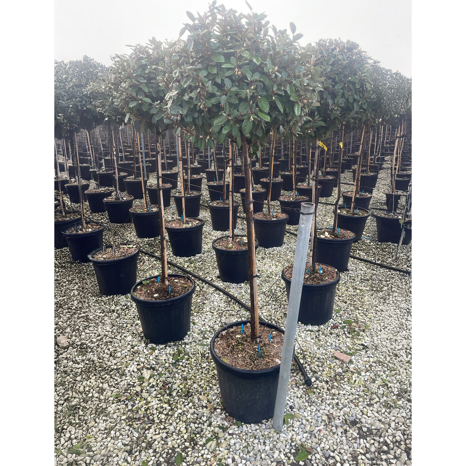 Elaeagnus Ebbingeil on 1/2 Std Stem, 60-80cm Head Diameter