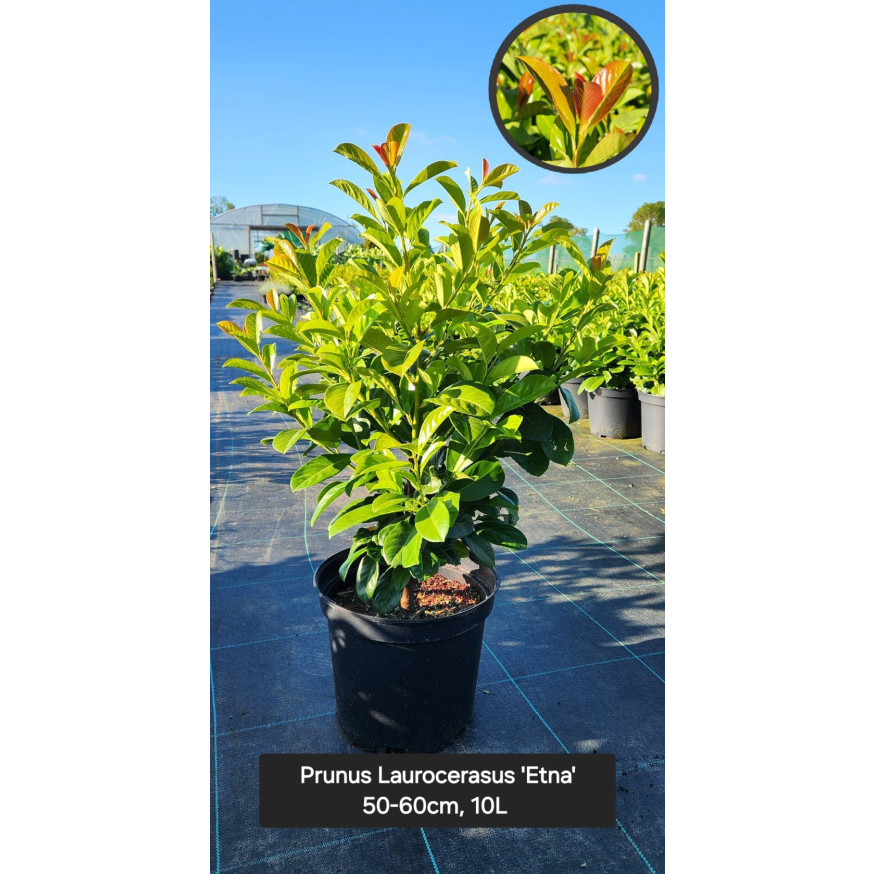 Etna Laurel (Prunus Laurocerasus Etna), 50-60cm, 10L