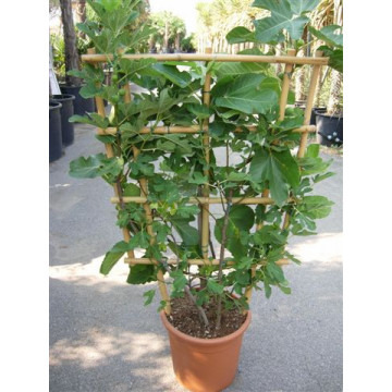 Ficus Carica (Fig) Ice Crystal on Trellis, 140cm x 80cm (4ft 6in high x 2ft 6in) Wide