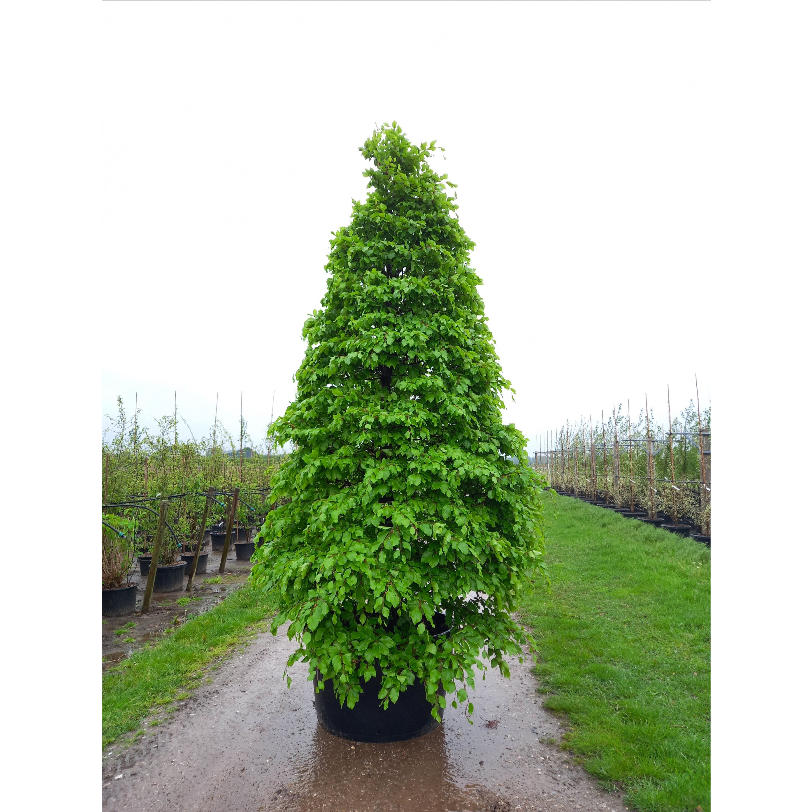 Fagus sylvatica, 250-300cm, C290