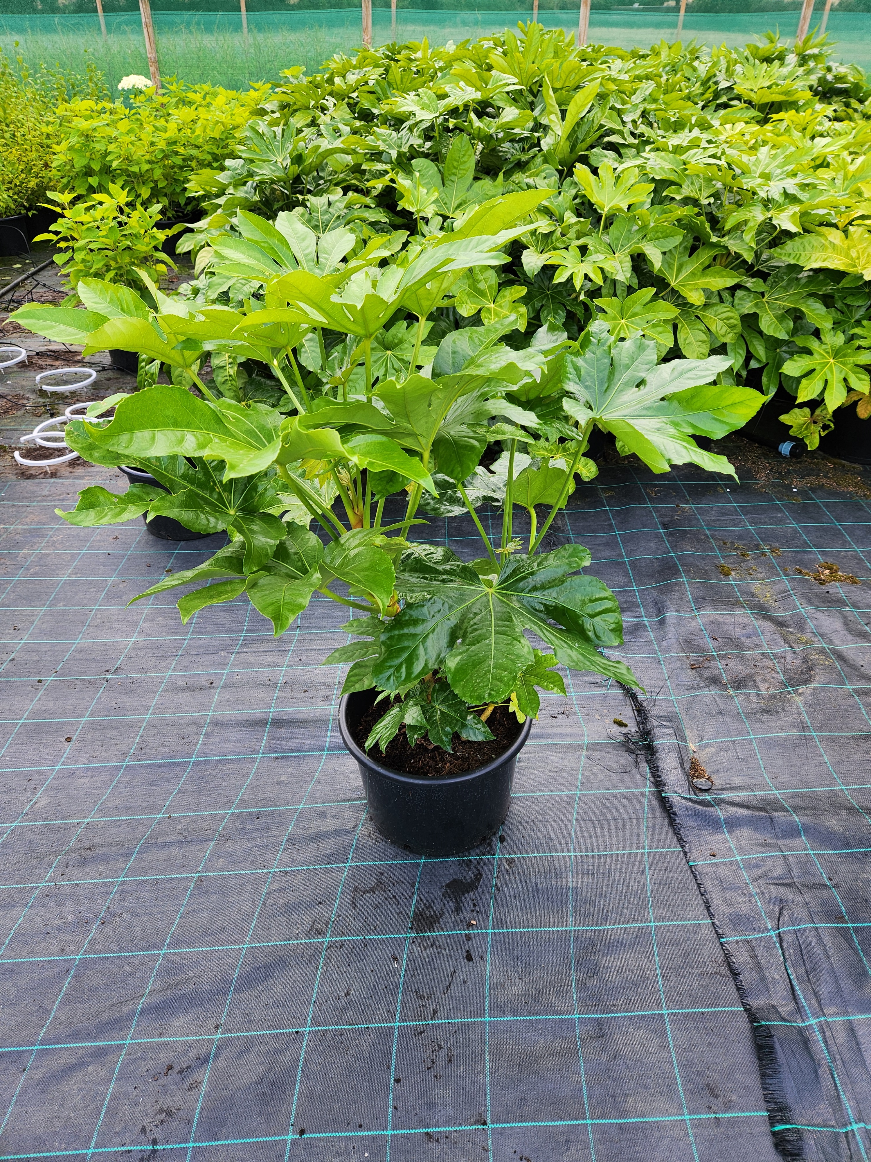 Fatsia Japonica - 20L Container