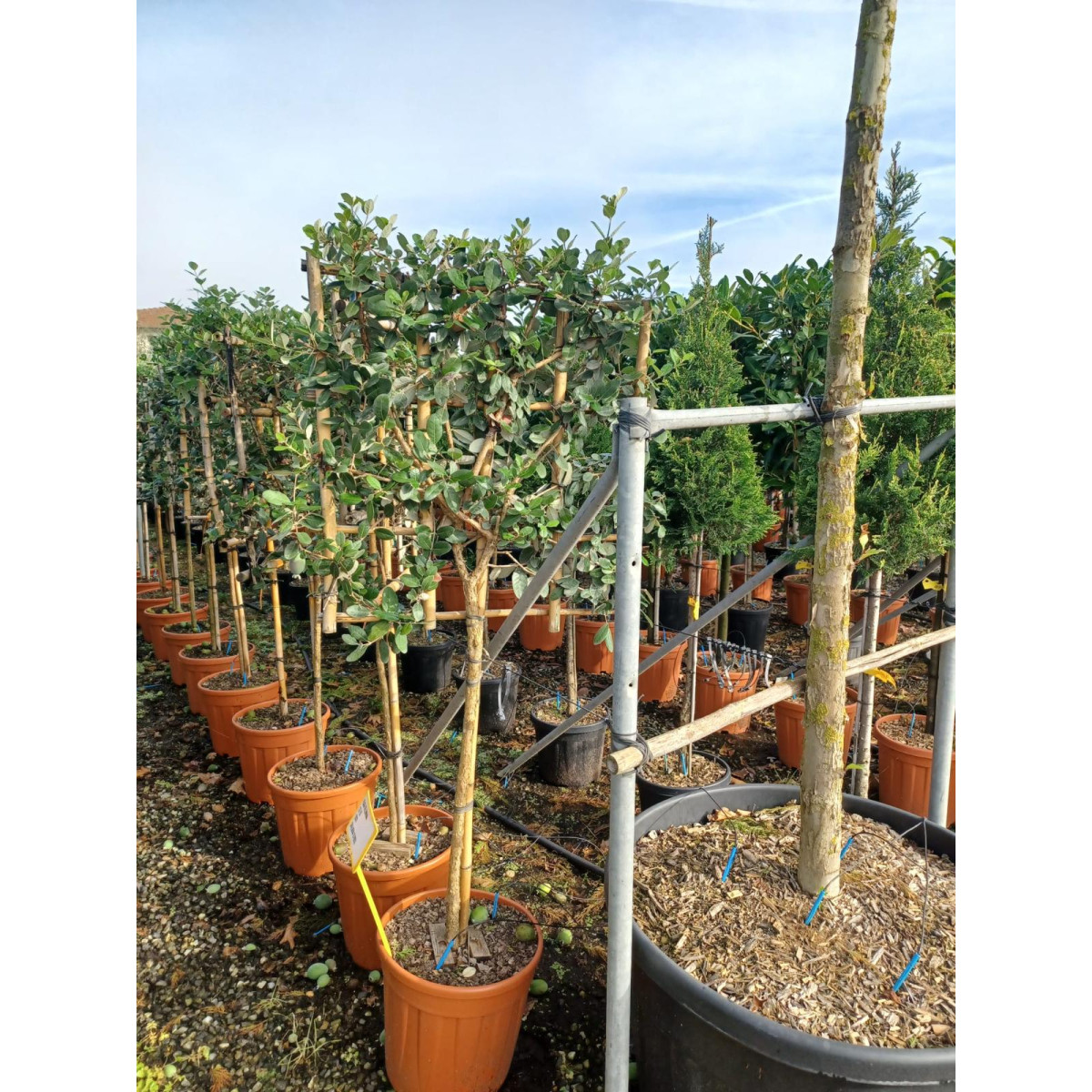 Pineapple Guava (Fejioa Sellowiana) Pleached, 90-100cm Stem, 8-10cm Girth, 70x70cm Frame