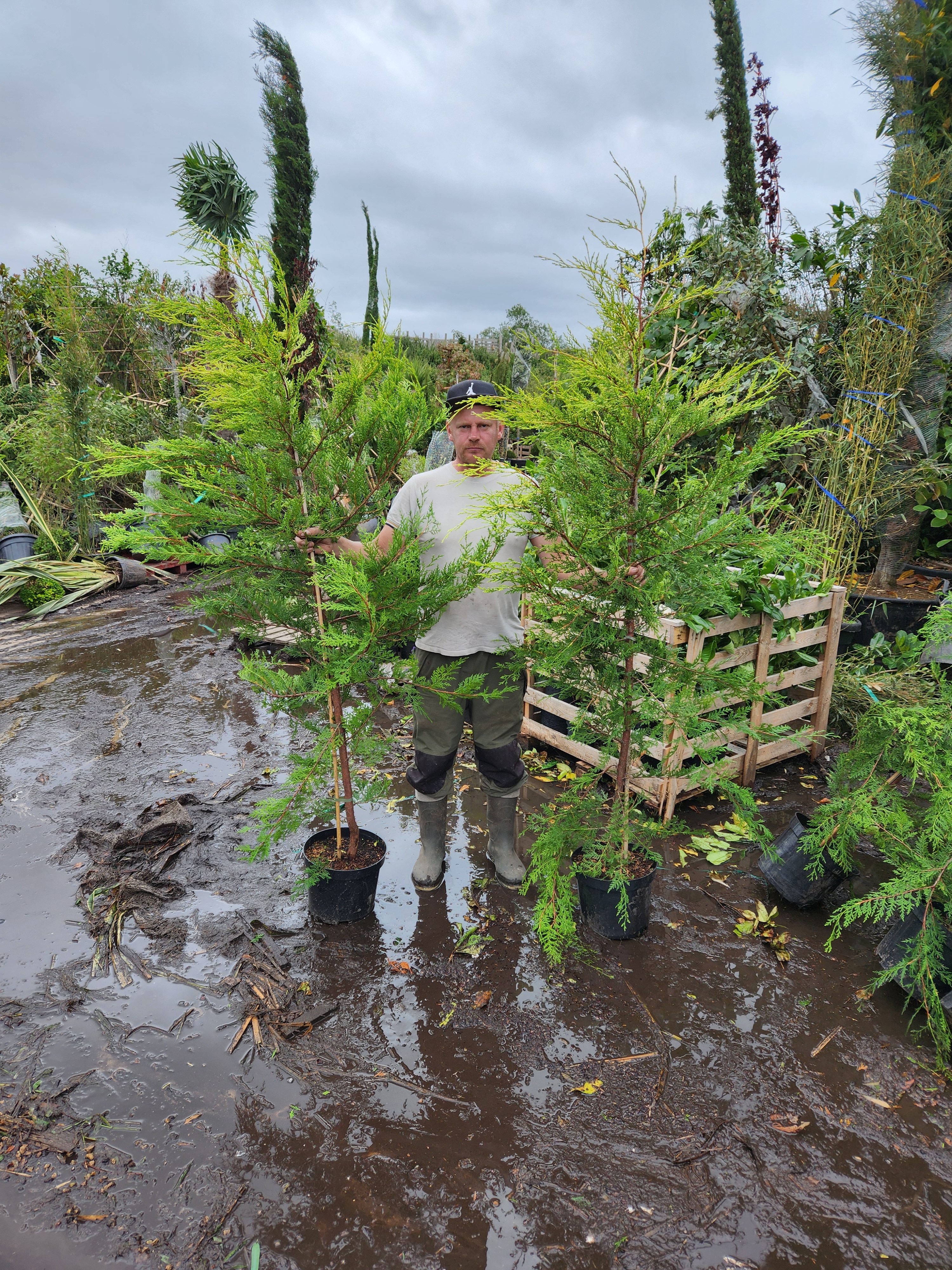 Leylandii Castlewellyn Gold 175-200cm planted height - 10 litre pot