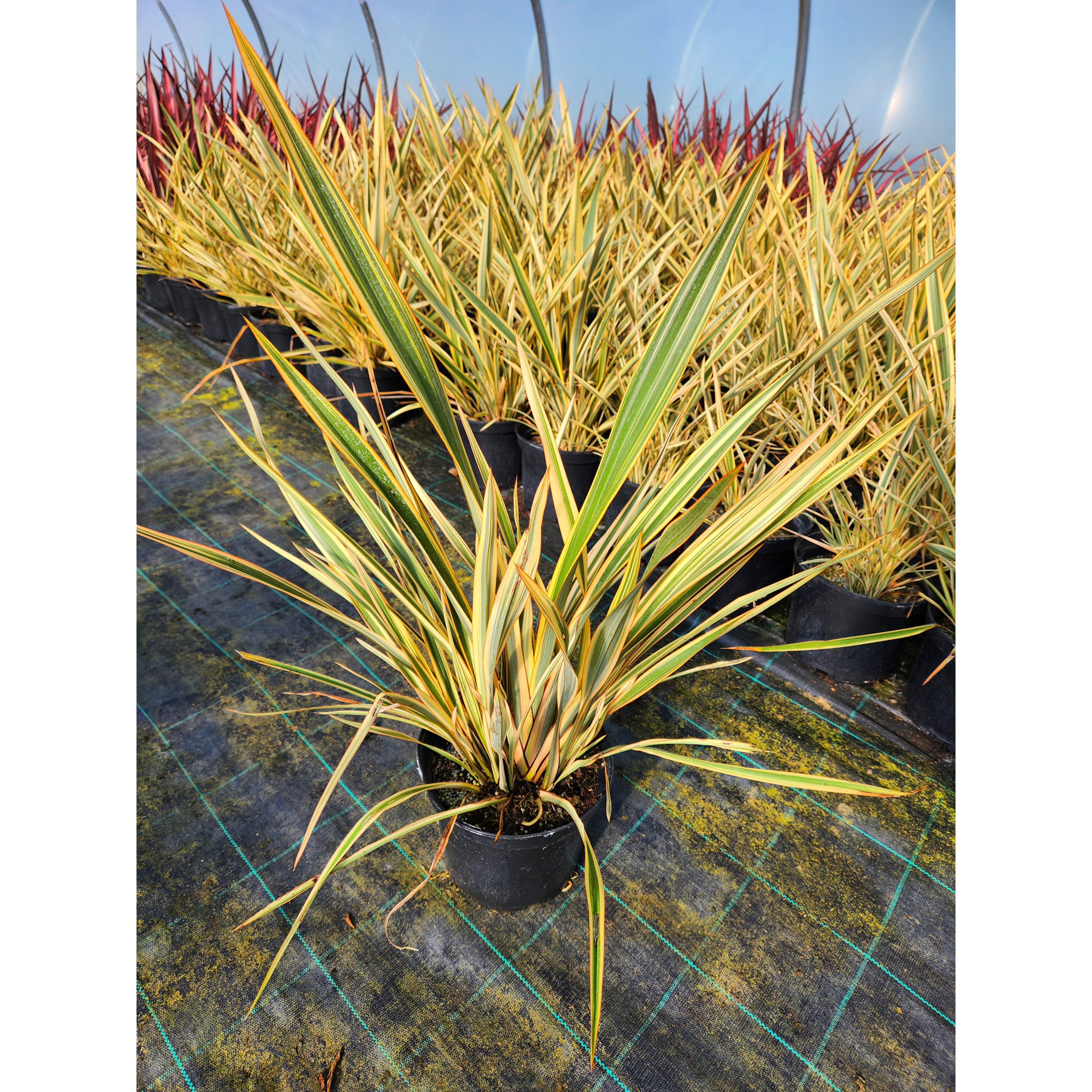 Phormium Golden Ray - 5L Container