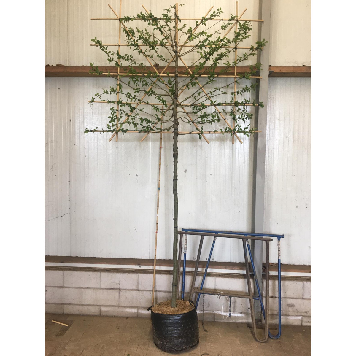 Hornbeam Carpinus Betulus 2 Metre Clear Stem 12/14cm girth 150cm wide x 150cm tall Trellis