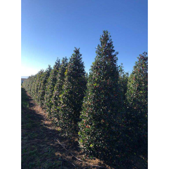 ILEX MUTCHAGARA NELLIE STEVENS 300cm Tall Cone Extra Strong Rootball